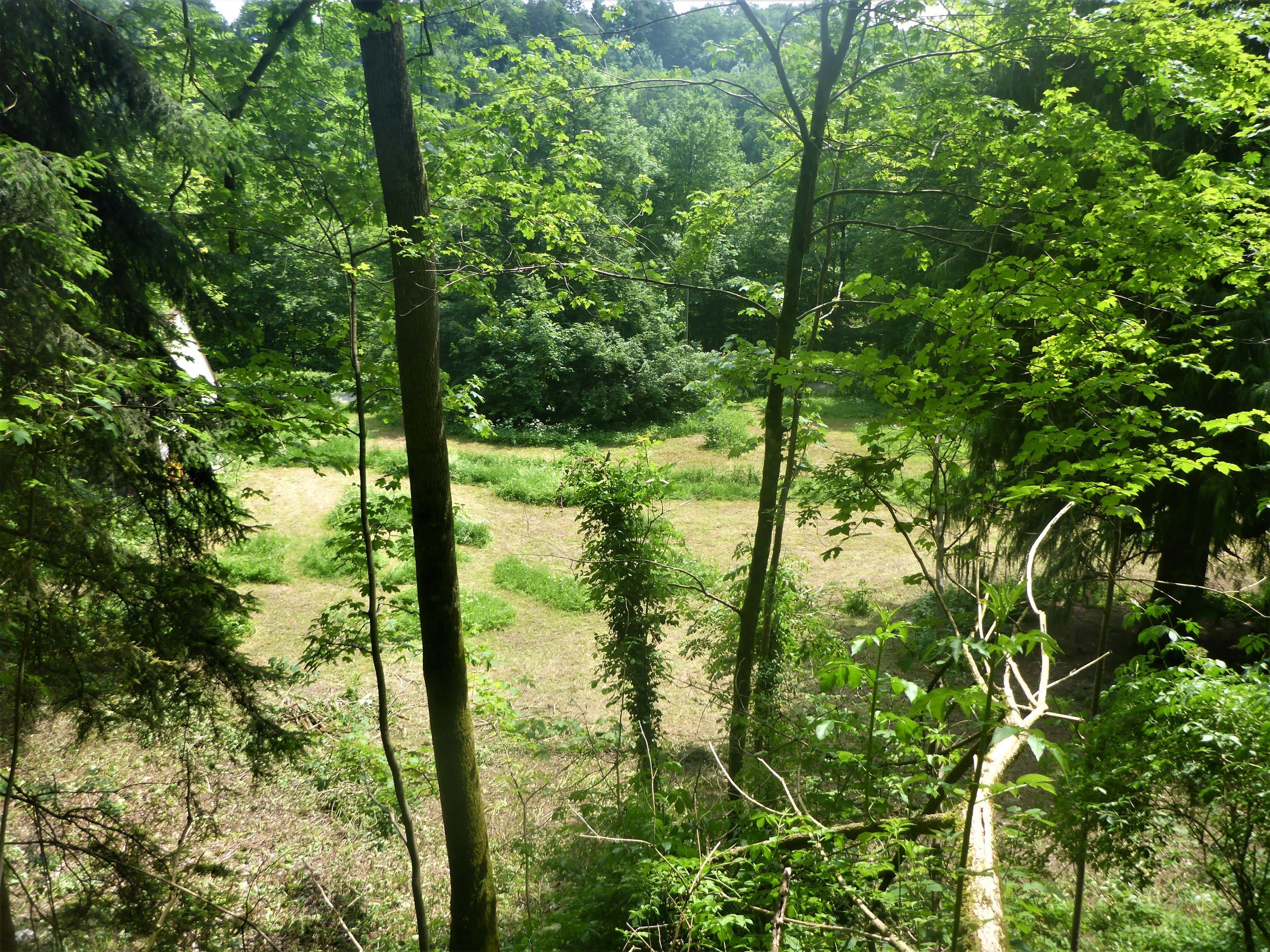 Blick von oben auf die Wiese